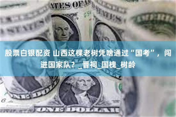 股票白银配资 山西这棵老树凭啥通过“国考”，闯进国家队？_晋祠_国槐_树龄